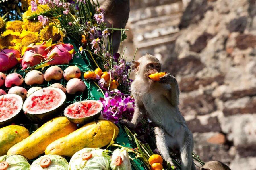 Фестиваль обезьян