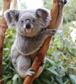 Топ-7 самых милых и опасных животных