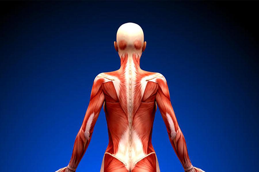 Мышца спины