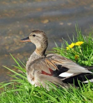 Самые крупные породы уток на планете