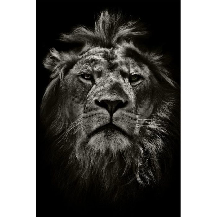 Картина на стекле «Мудрый лев» 40х60 см