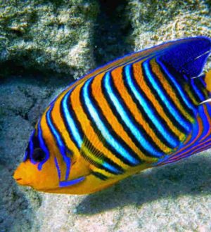 Самые редкие аквариумные рыбы в мире