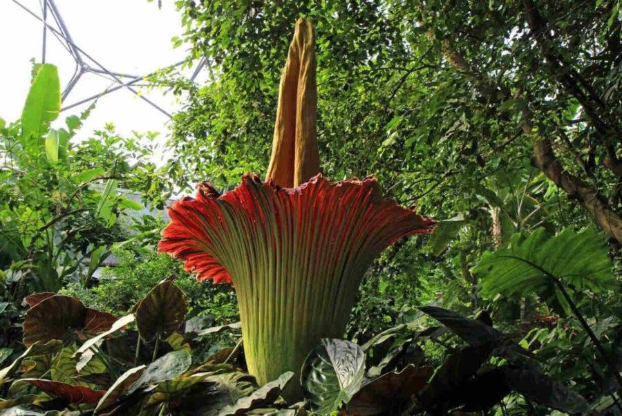 Аморфофаллус титанический («Трупный цветок»)