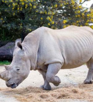 ТОП-7 самых больших животных на планете