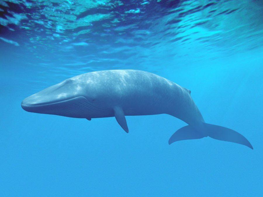 Голубой (синий) кит