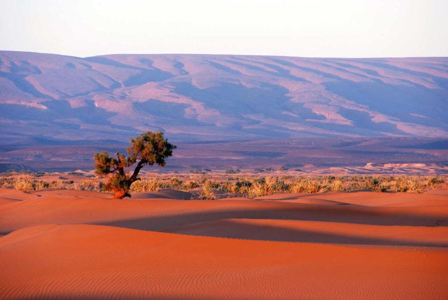 Сахара, Африка