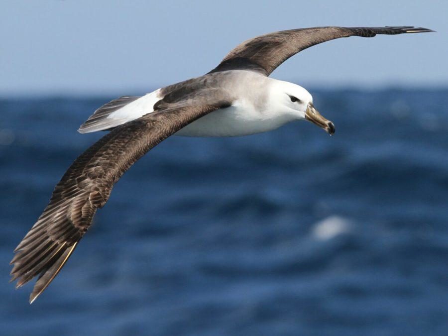Сероголовый альбатрос