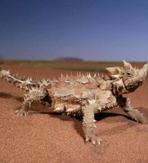 7 уникальных животных, которые никогда не пьют воду