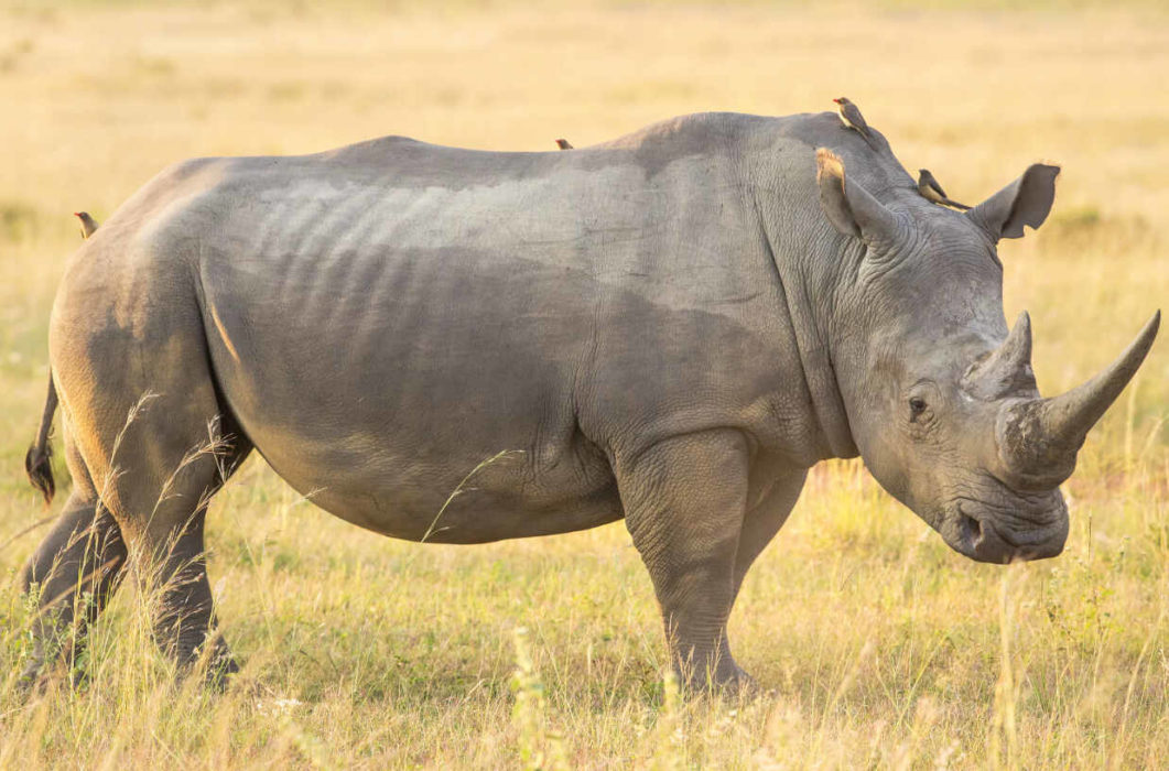 Белозубый носорог