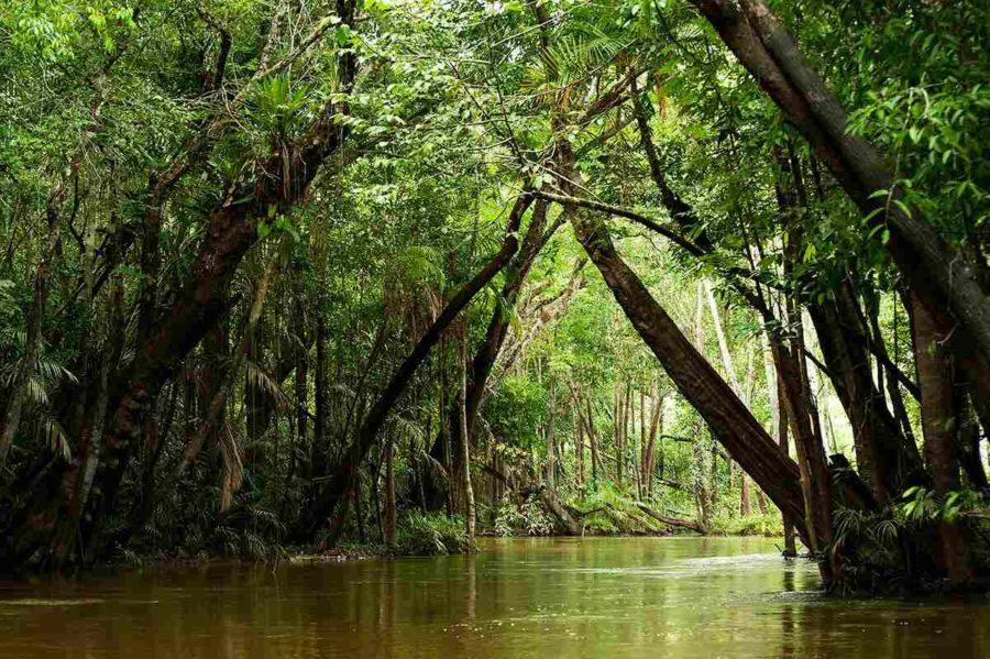Амазонский дождевой лес