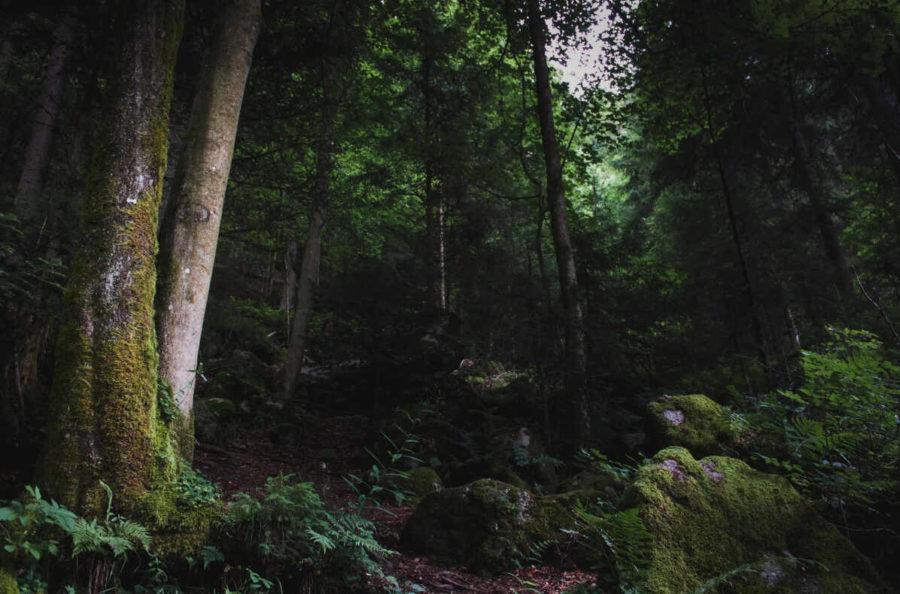 Темный лес (Шварцвальд)